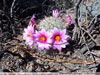 Mammillaria grahamii