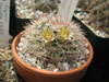 Mammillaria grusonii