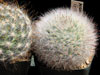 Mammillaria guelzowiana