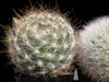 Mammillaria guelzowiana