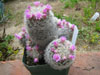 Mammillaria guillauminiana