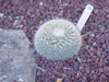 Mammillaria hahniana