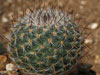 Mammillaria halbingeri