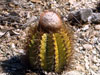 Melocactus harlowii