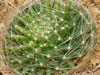 Mammillaria heidiae