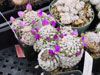 Mammillaria hernandezii