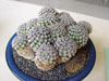 Mammillaria hernandezii