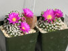 Mammillaria hernandezii