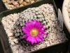 Mammillaria hernandezii