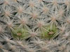 Mammillaria herrerae