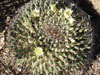 Mammillaria heyderi