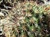 Mammillaria heyderi