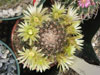 Mammillaria heyderi