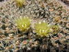 Mammillaria heyderi