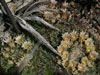 Mammillaria heyderi