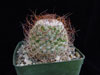 Mammillaria huitzilopochtli