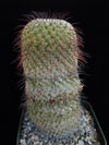 Mammillaria huitzilopochtli