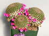 Mammillaria huitzilopochtli