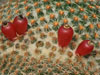 Mammillaria huitzilopochtli
