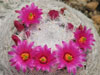 Mammillaria humboldtii