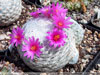 Mammillaria humboldtii