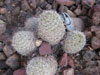 Mammillaria insularis