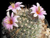 Mammillaria insularis