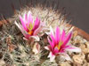 Mammillaria insularis