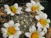 Mammillaria insularis