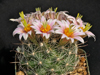 Mammillaria insularis