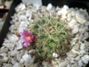 Mammillaria jaliscana