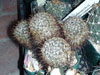 Mammillaria jaliscana