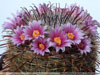 Mammillaria jaliscana