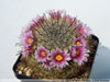 Mammillaria jaliscana