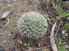 Mammillaria johnstonii