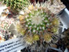 Mammillaria karwinskiana