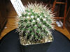 Mammillaria karwinskiana