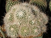 Mammillaria karwinskiana