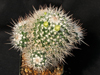 Mammillaria karwinskiana