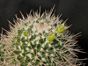 Mammillaria karwinskiana