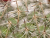 Mammillaria klissingiana