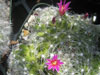 Mammillaria kraehenbuehlii