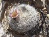 Mammillaria lasiacantha