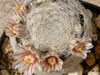 Mammillaria lasiacantha