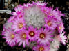 Mammillaria lauii