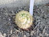 Mammillaria lauii