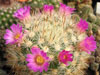 Mammillaria lauii