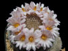 Mammillaria lenta