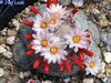 Mammillaria lenta