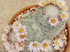 Mammillaria lenta